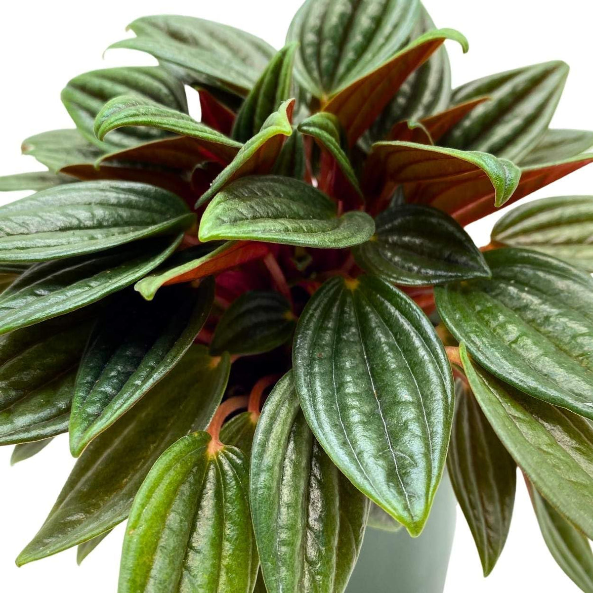 Red Radiator Plant Peperomia Rosso, 4 inch, Radiator Plant Caperata – Florida House Plants