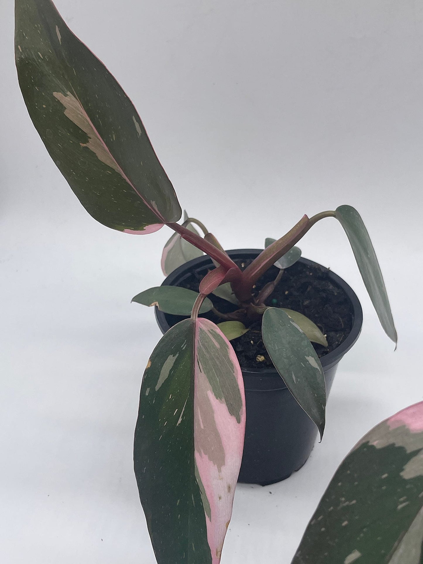 Philodendron Pink Princess, 4 inch Pot, Extremely Rare House Plant