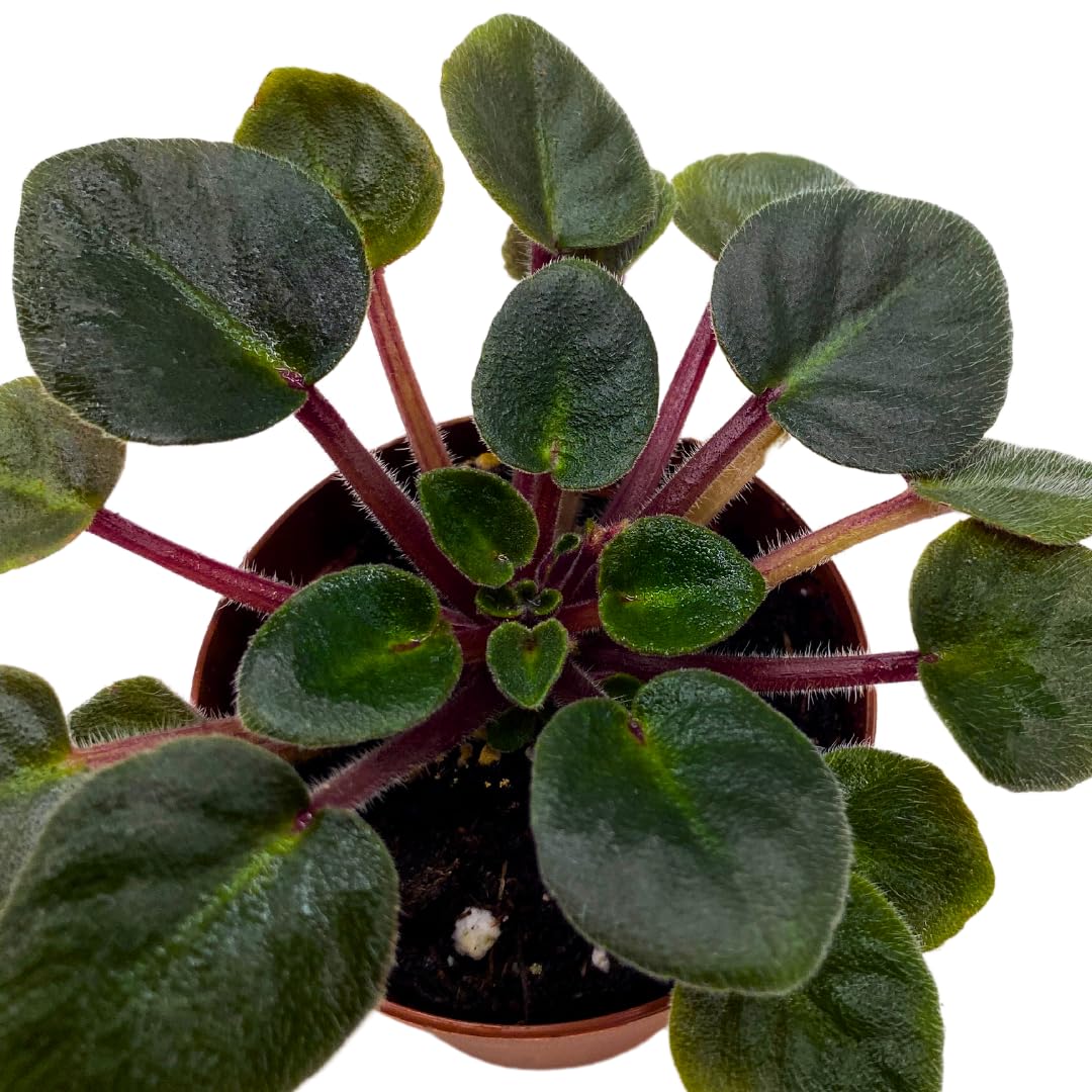 Harmony Foliage Mini African Violet Jolly Joy 2 inch Reddish Pink Flower