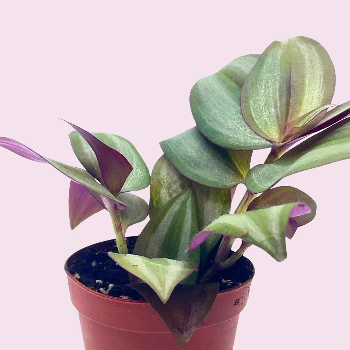 Wandering Jew, Tradescantia zebrina Bosse, Limited, in a 2 inch Pot Super Cute