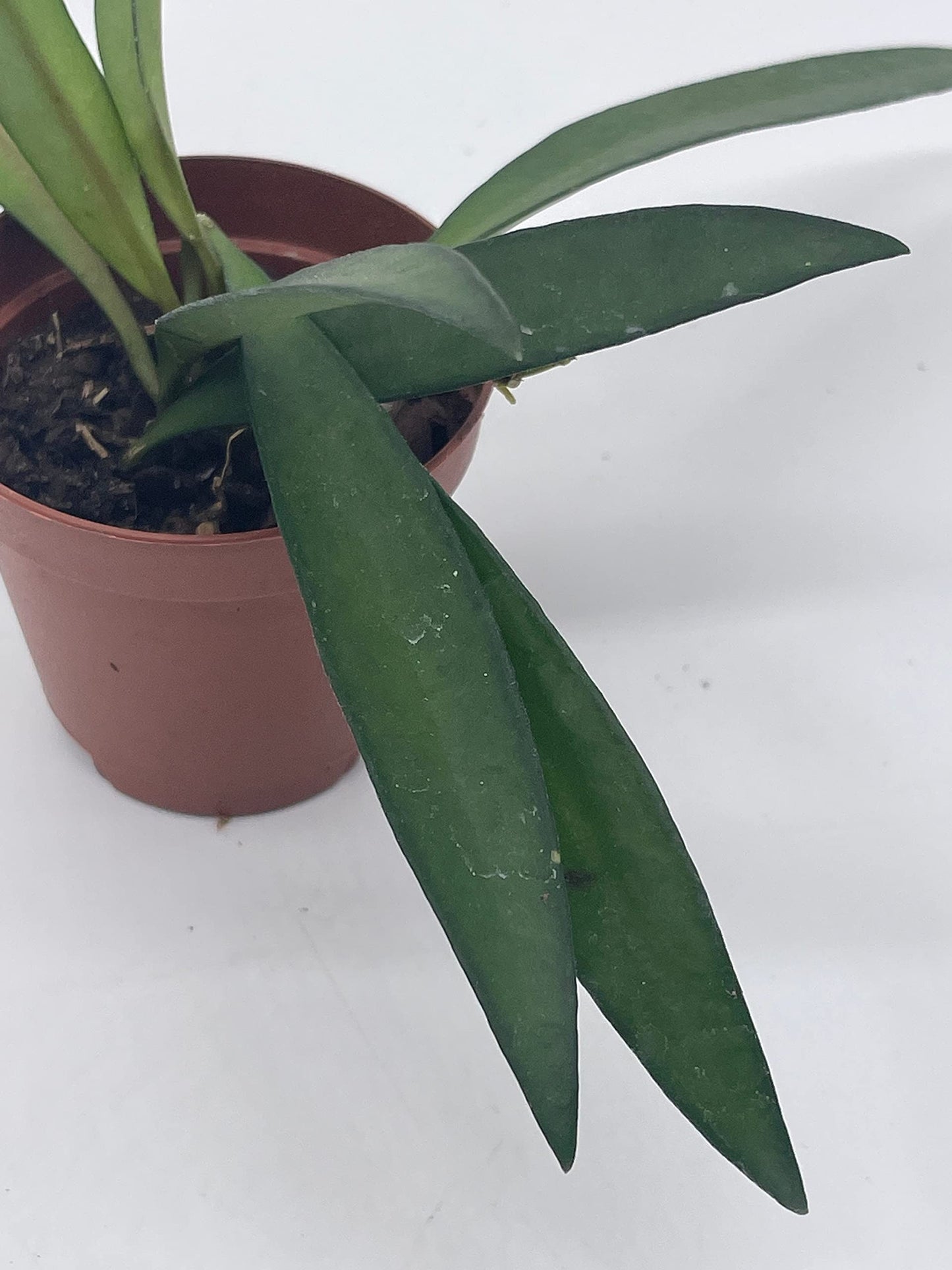 Hoya Wayetii in a 2 inch Pot Wax Plant, Wax Vine, and Porcelain Vine