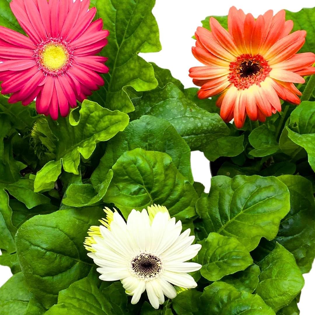 BubbleBlooms Flowering Gerbera Daisy jamesonii Set of 3 in 4 inch pots African Barberton Transvaal Hilton Daisy Mother's Day Plants