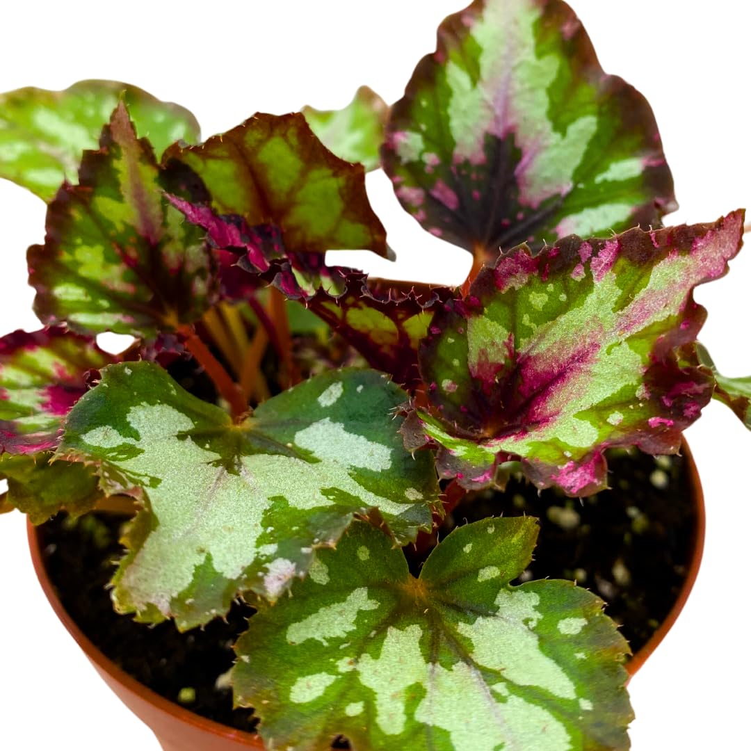 Harmony Foliage Harmony's Red Star Begonia Rex 4 inch Reddish Pink