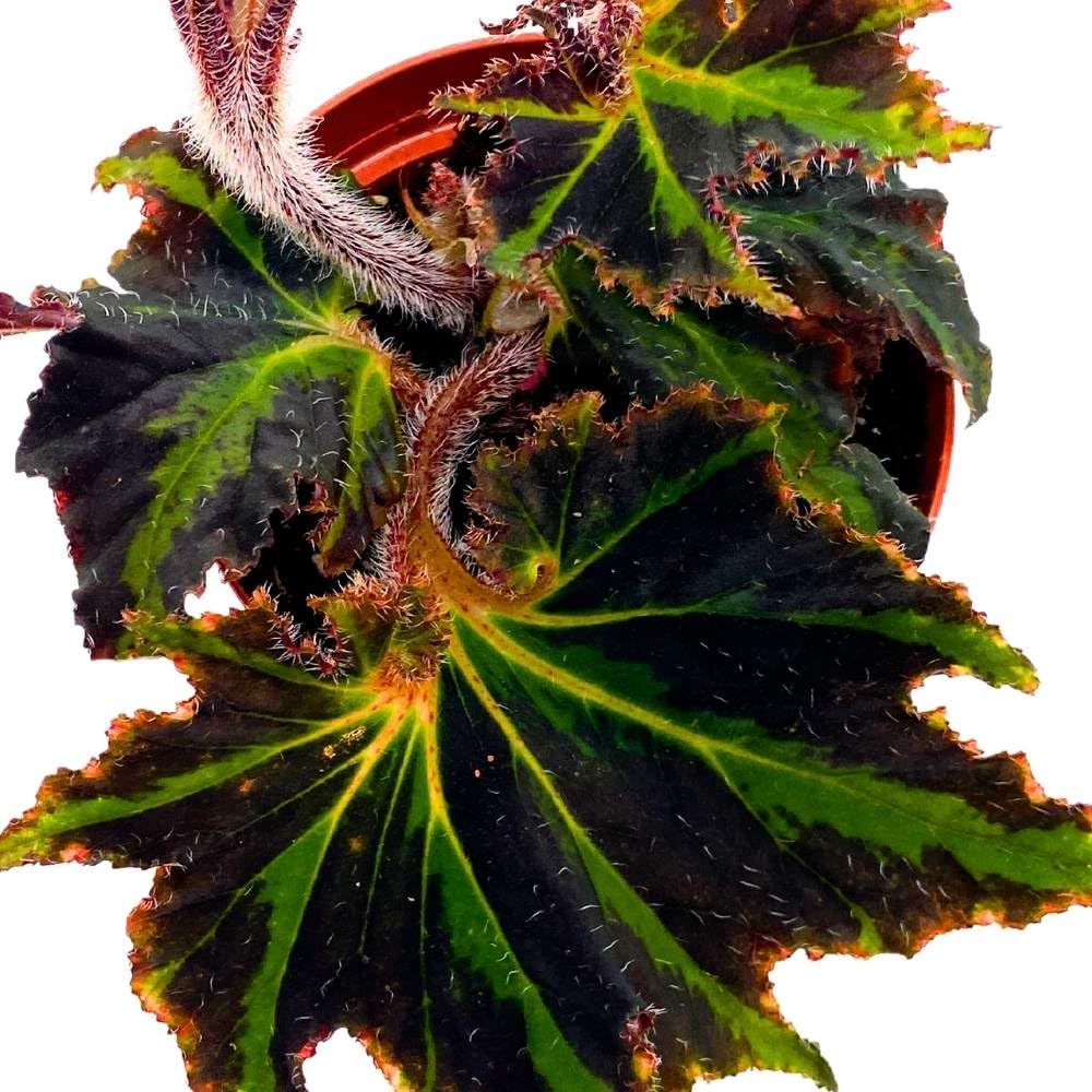 Spirit of Comores 4 inch Rhizomatous Begonia Black Green Jagged Edges