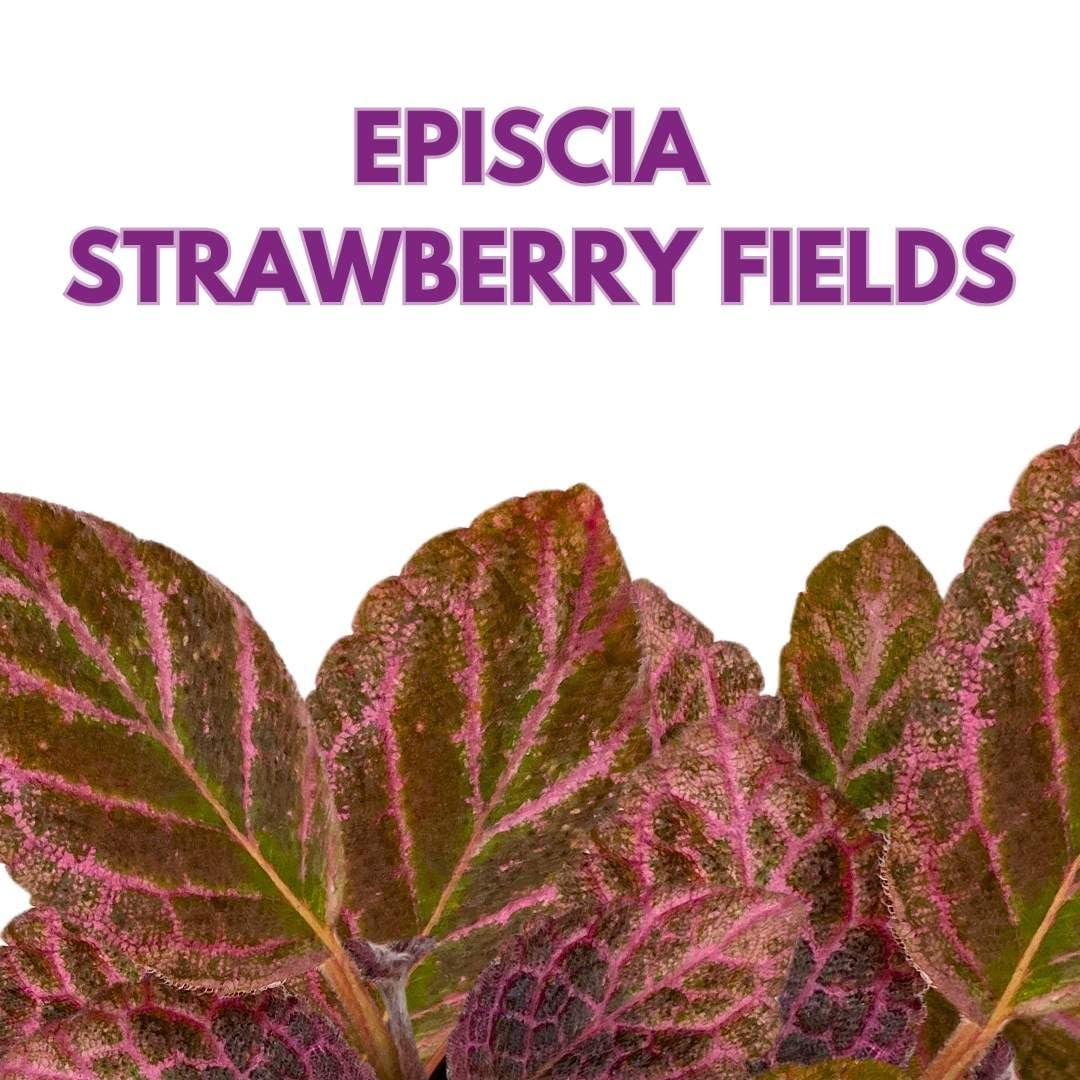 Harmony Foliage Episcia Strawberry Fields Flame Violet 2 inch