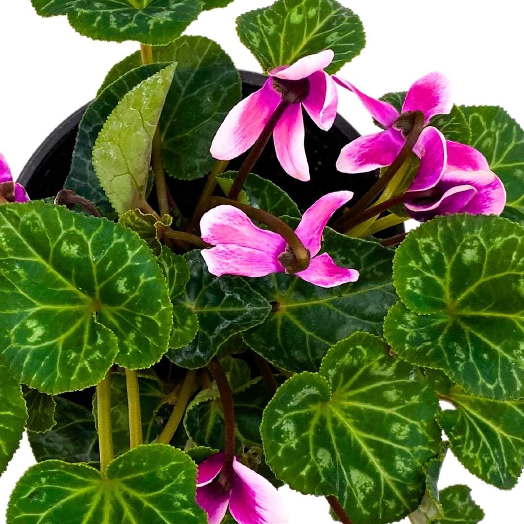 BubbleBlooms Flowering Cyclamen persicum in a 4 inch Pot Sowbread Alpine Persian Violet Mother's Day Plant