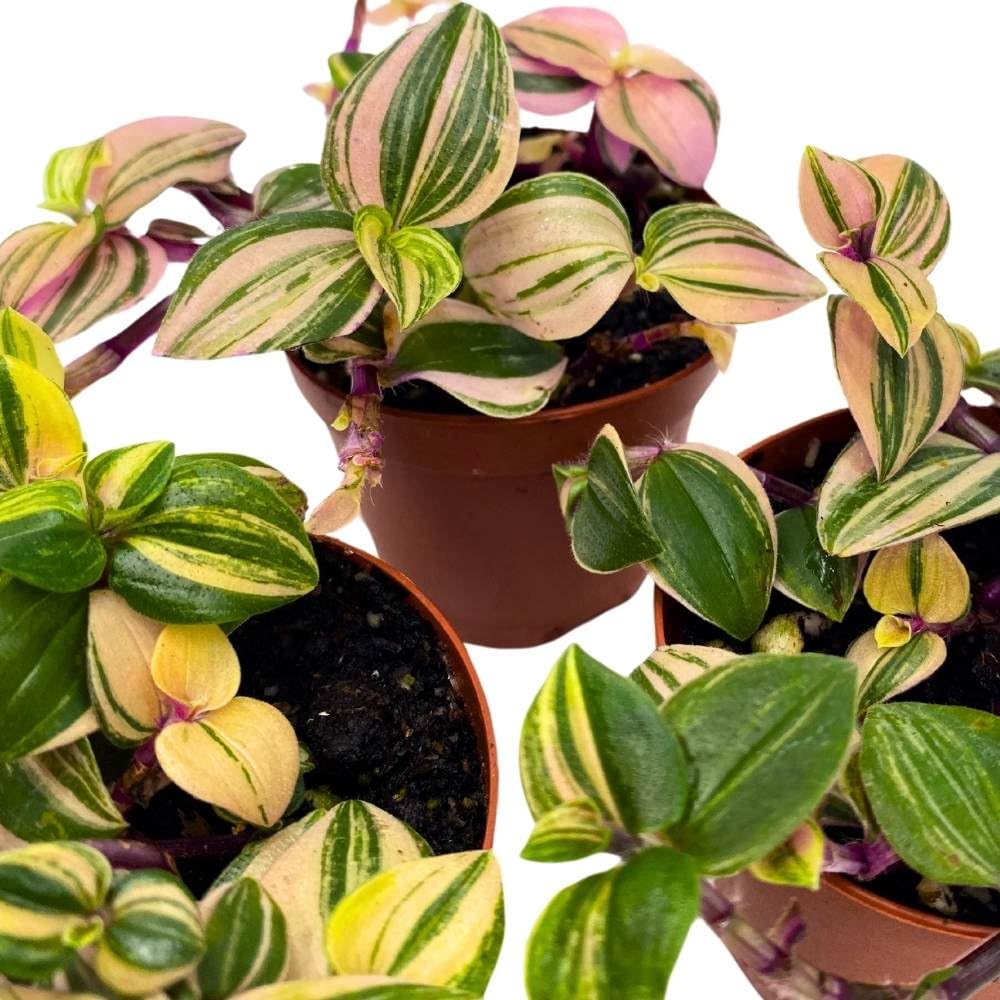 Tradescantia Mundula Lisa Tricolor Quadricolor Wandering Dude, 2 inch Set of 3, Tiny Mini Pixie Plant