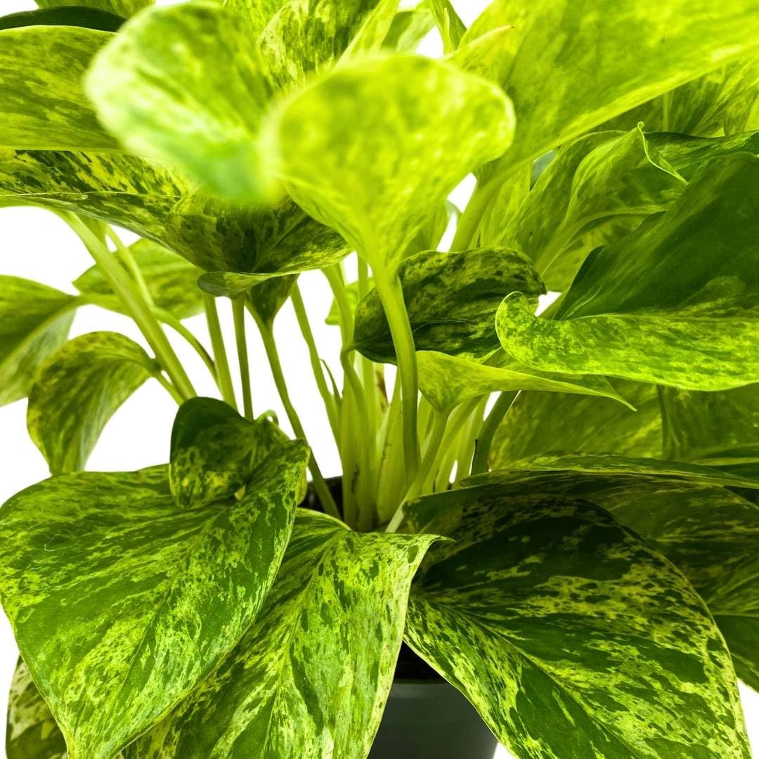 BubbleBlooms Marble Queen Pothos 4 inch Epipremnum aureum