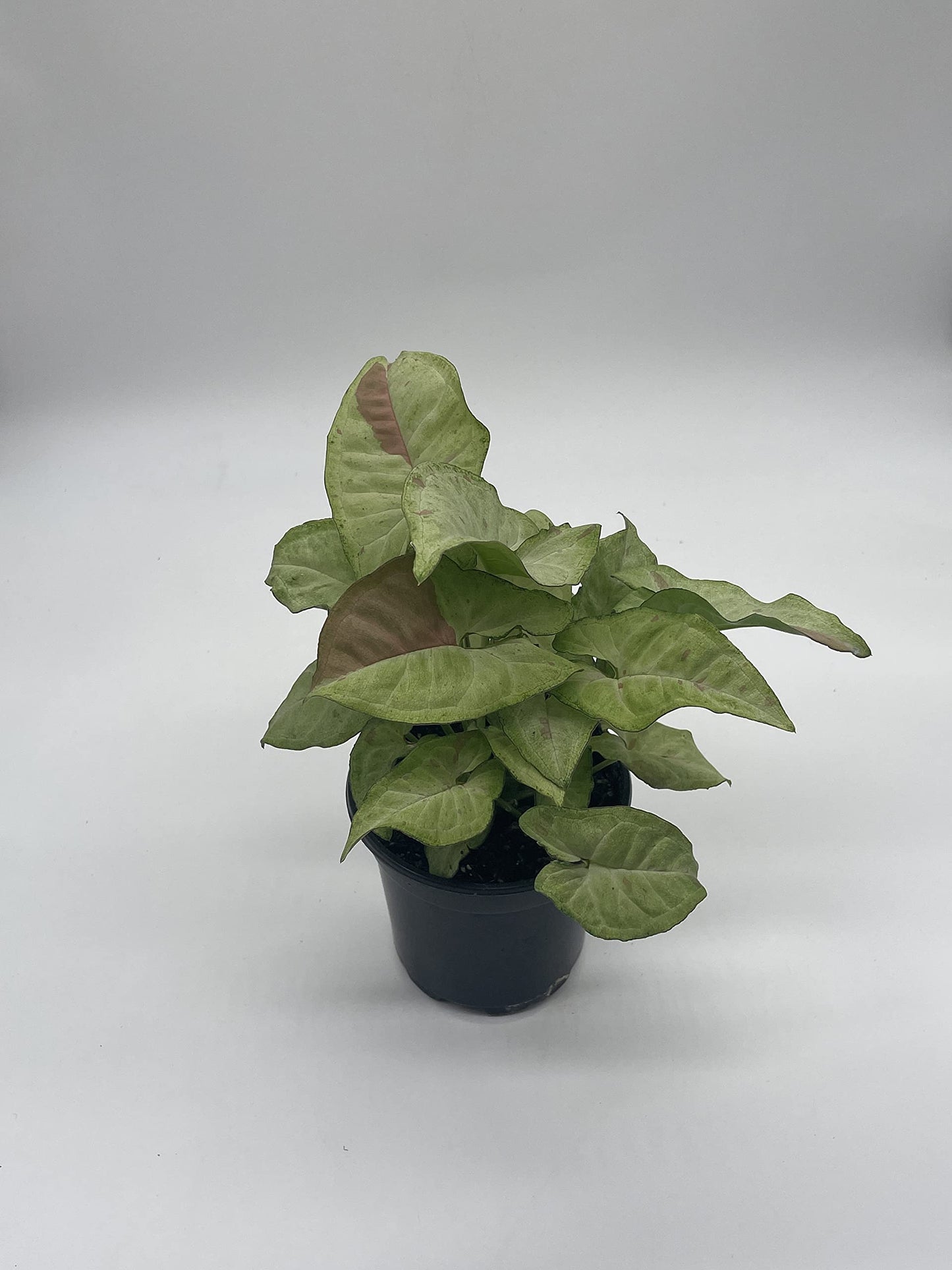 Milk Confetti Pink Variegated Syngonium, 4 inch, Syngonium Albo Variegata Half Moon Pixie