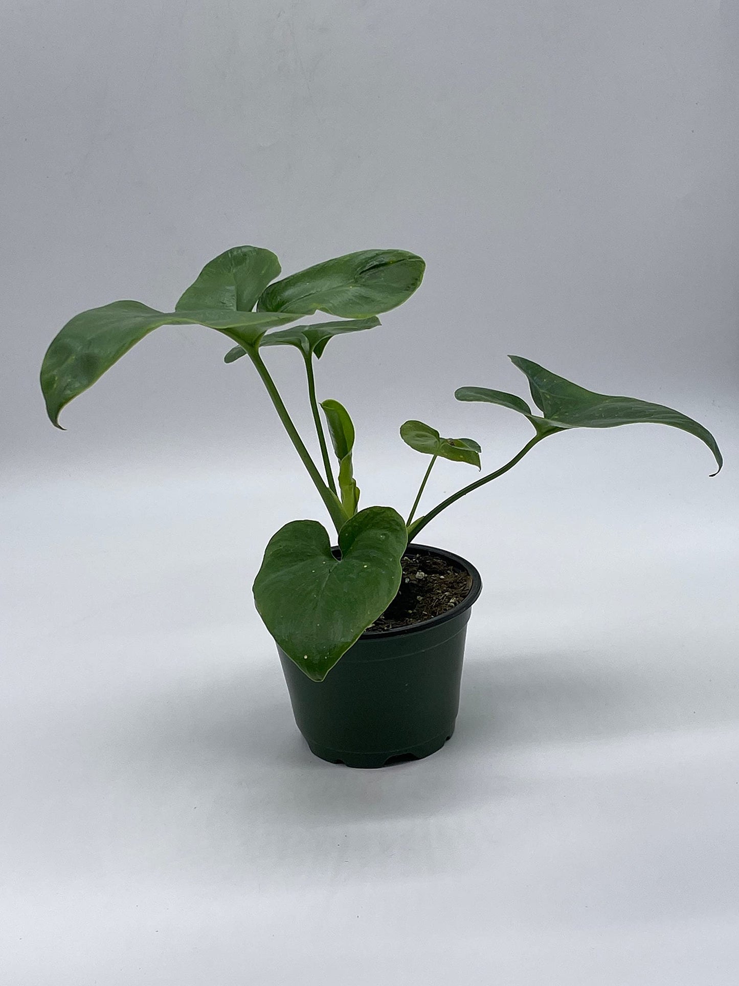 Philodendron Goeldii, 4 inch, Rare Gold Philo, Finger Leaf, Philodendron Fun Bun, Thaumatophyllum spruceanum