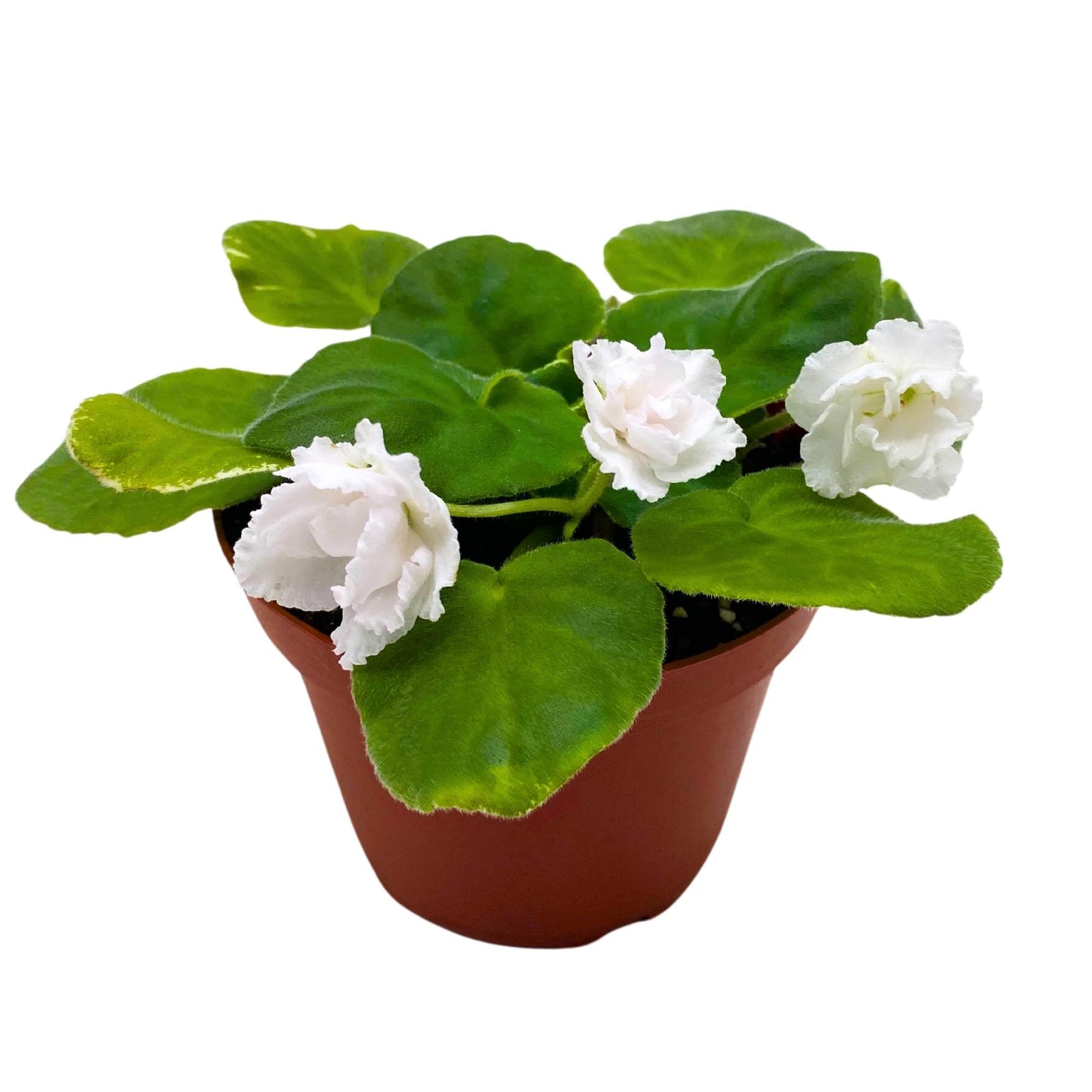 Harmony Foliage White Magic African Violet Saintpaulia 4 inch