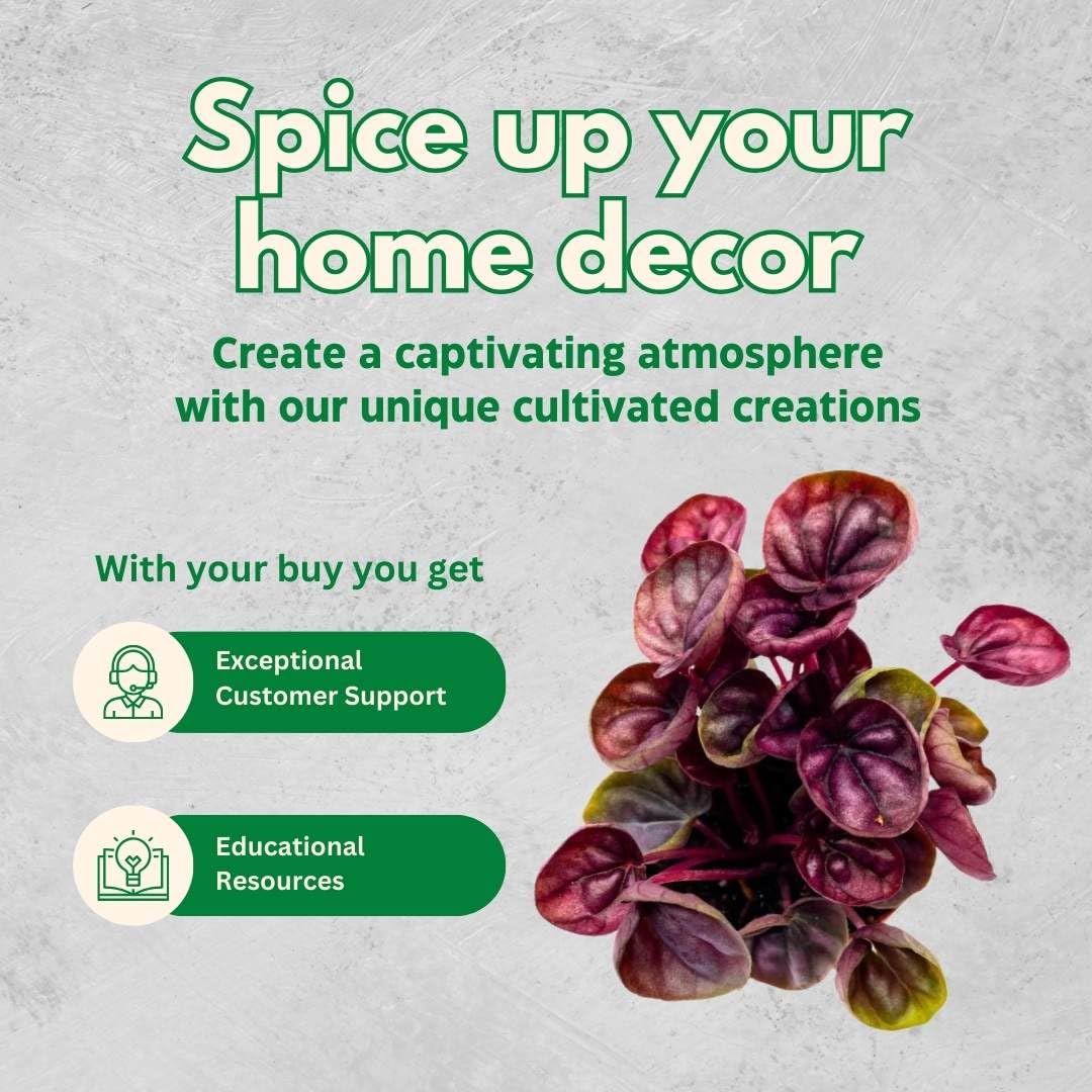 BubbleBlooms Red Peperomia caperata, Red Emerald Ripple, Frost, Platinum, in a 2 inch Pot Tiny Mini Pixie Plant