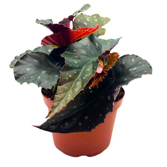 Harmony Foliage Harmony's Dark Side of The Moon Angel Wing Begonia 6 inch