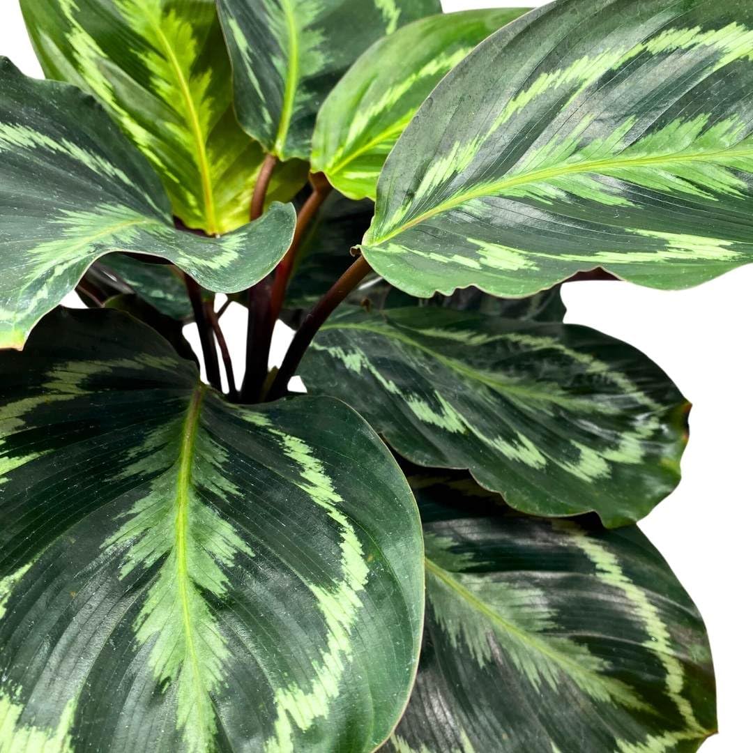 BubbleBlooms Calathea Medallion 4 inch