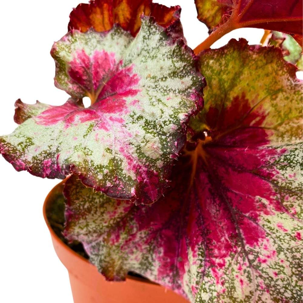 Harmony's Helios 6 inch Begonia Rex Pink Green Ruffle Spiral