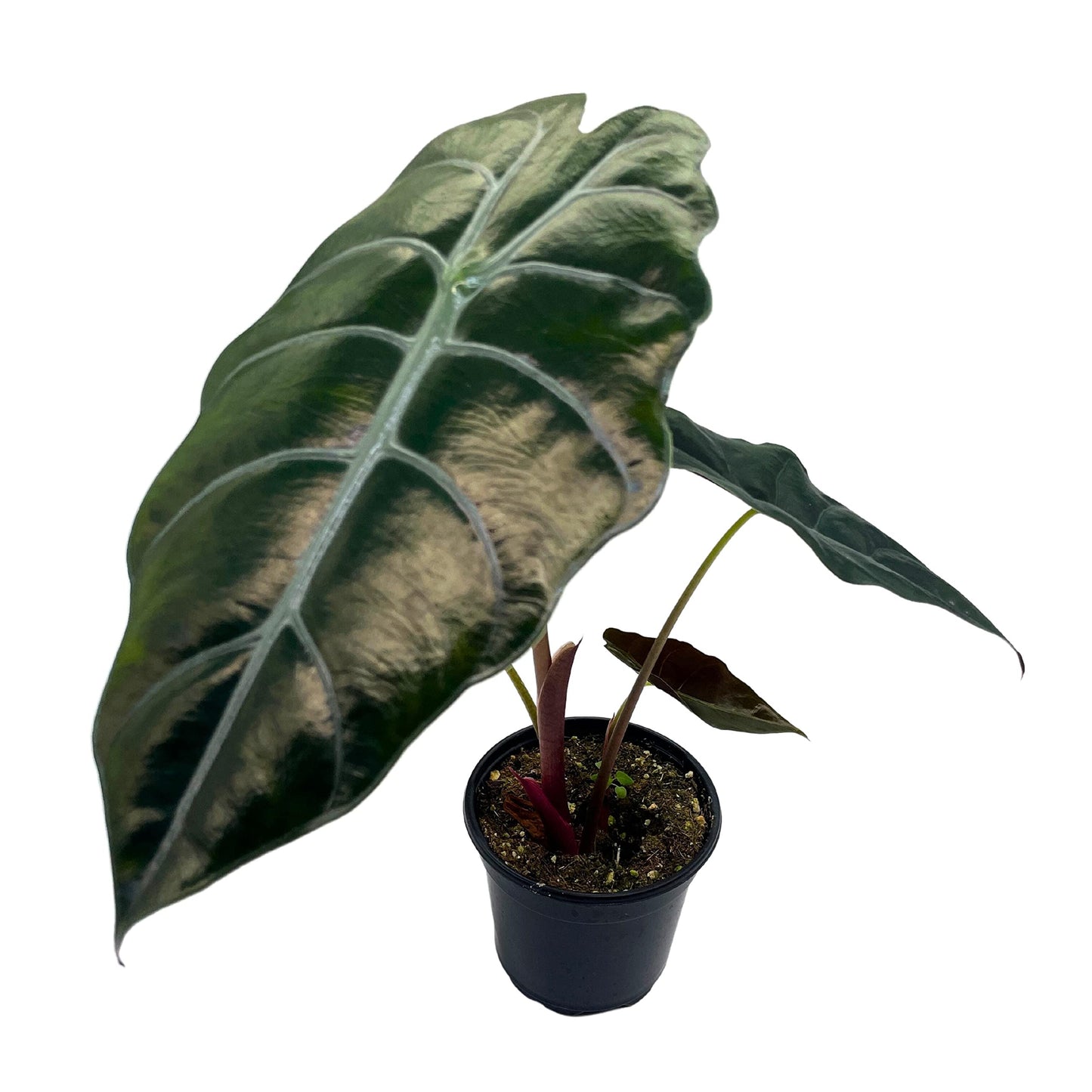 Alocasia Chantrieri, 4 inch Hybrid of Cuprea X Sanderiana