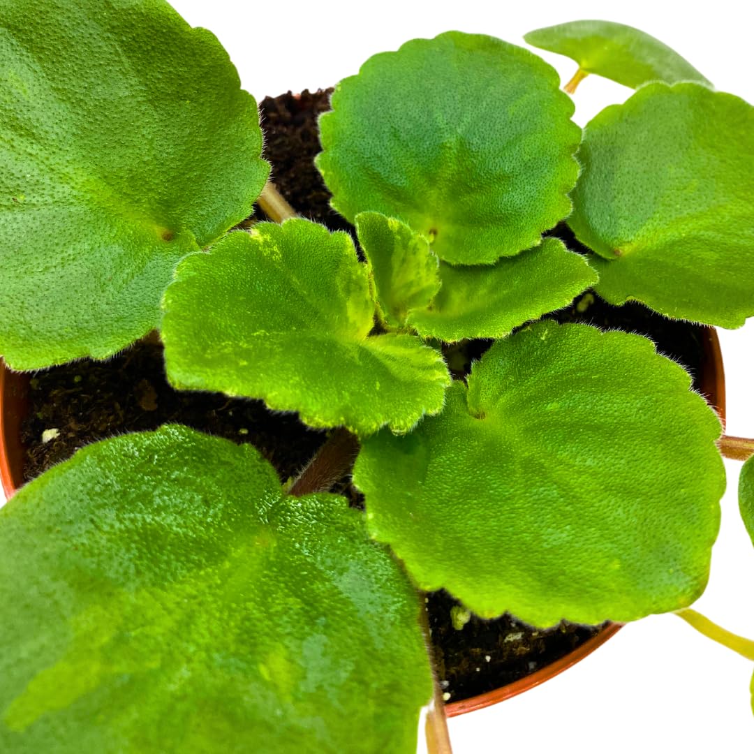 Harmony Foliage African Violet Harmony's Dancing Queen 4 inch Purple Flower