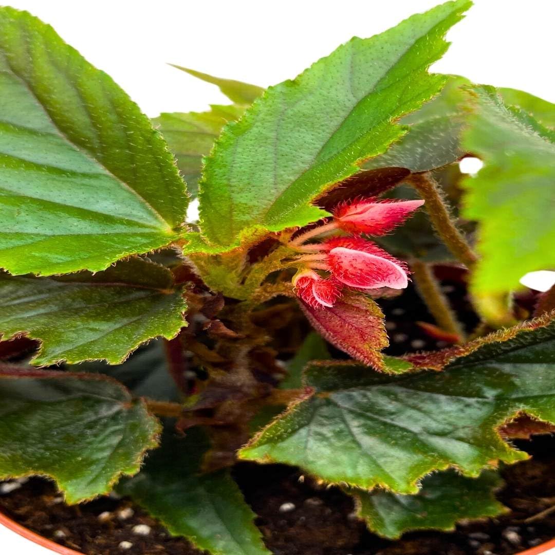 Harmony Foliage Angel Wing Cane Begonia Ginny 4 inch