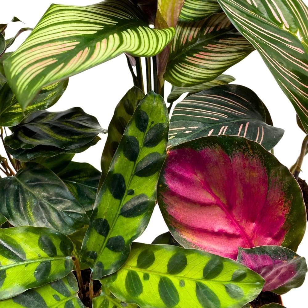 Calathea Assortment, 2 inch Set of 5, Peacock Prayer Plant Set Regal Indoor Foliage