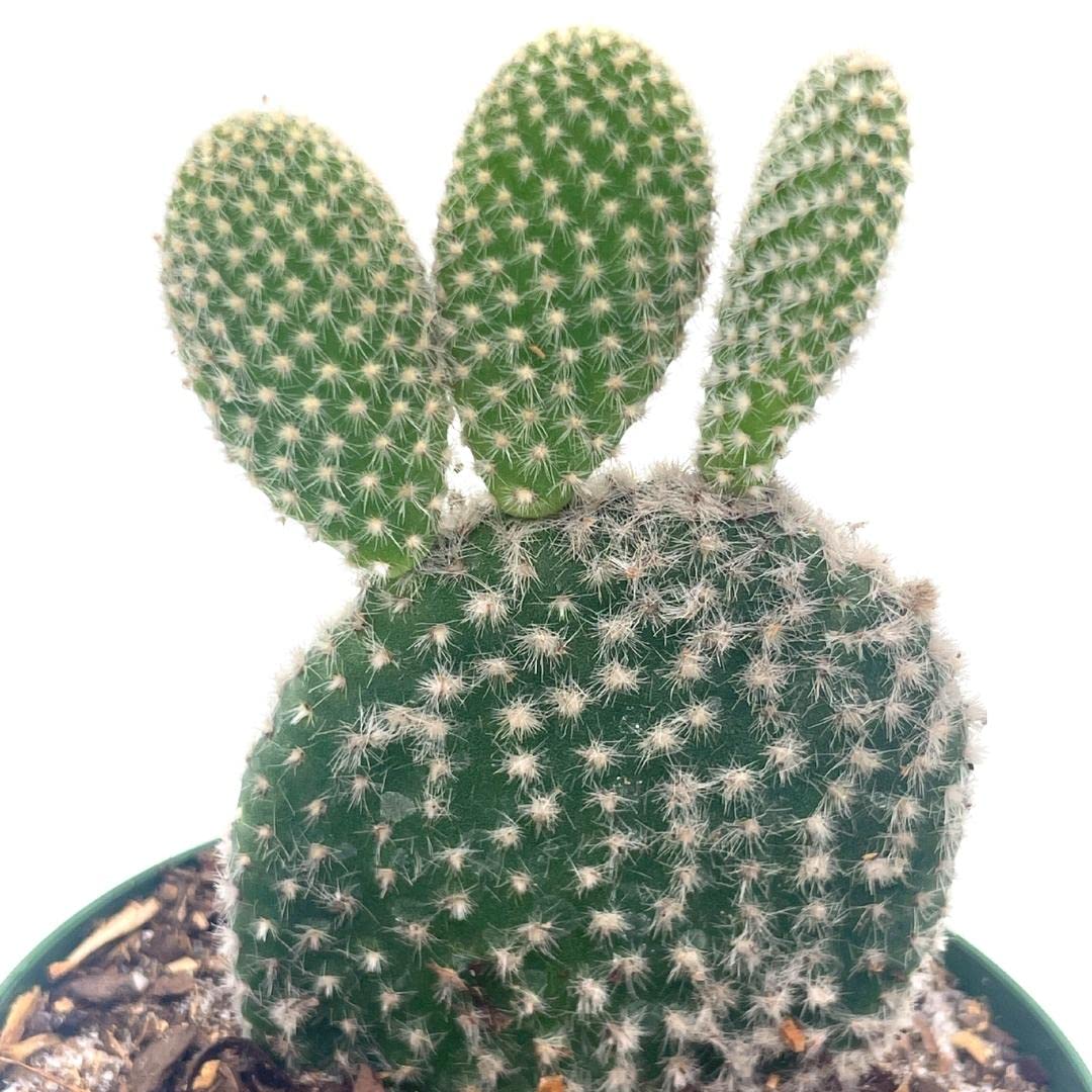 Bunny-Ears Prickly-pear Snow White Opuntia microdasys, Large Bunny Ears Prickly Pear with Glacier White Fuzz and White Areoles in 4" Pot,