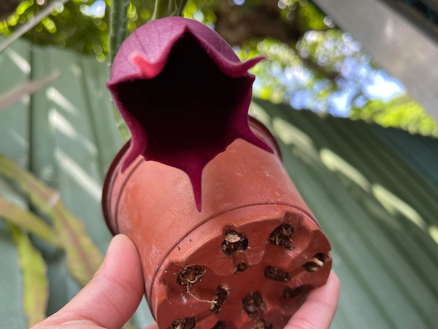 Stapelia leendertziae Black Bell Carrion Flower. Maroon Cup Starfish, huernia spp Black Bells