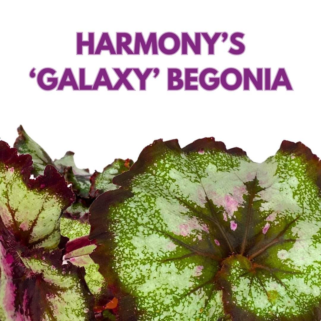 Harmony Foliage Begonia Rex Harmony's Galaxy 4 inch New Hybrid