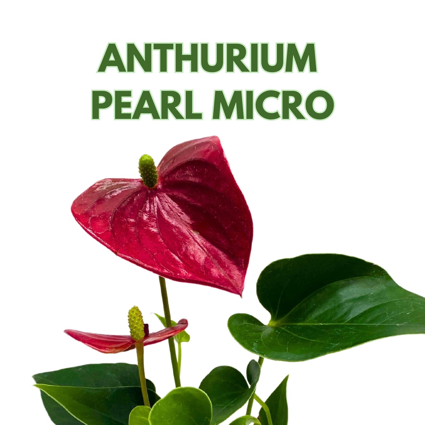 BubbleBlooms Anthurium Pearl Micro Champion 2 inch Dark Red Flower