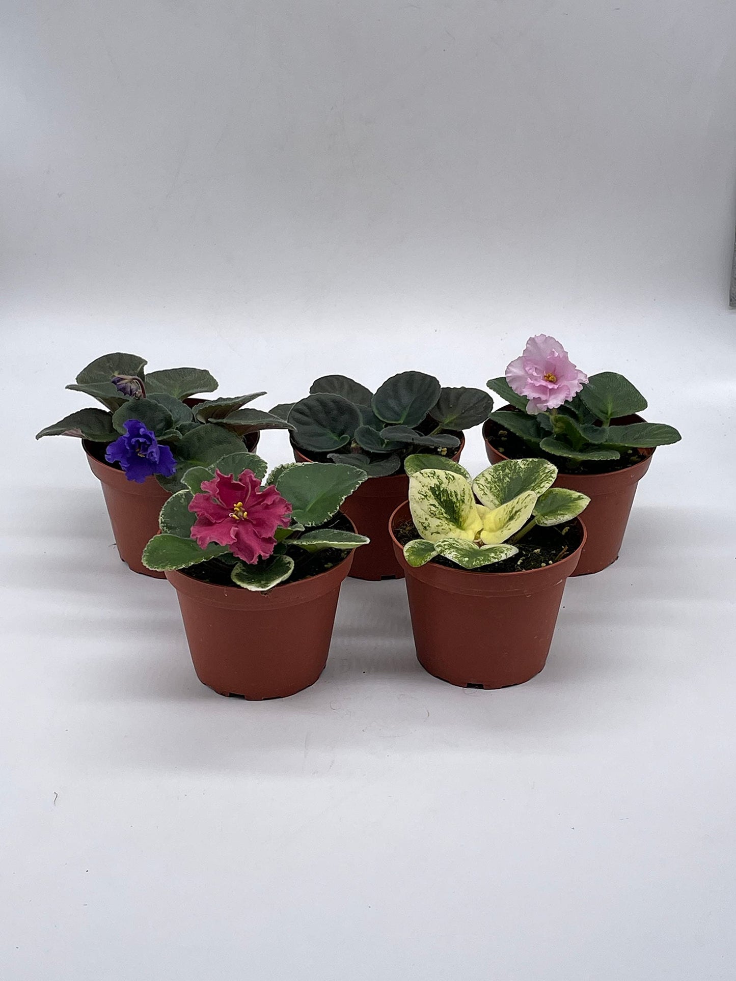 BubbleBlooms Harmony's African Violet Assortment Set, 4 inch pots 5 Different African Violets Plants, Saintpaulia Variety Assorted, Unique Homegrown Exclusive