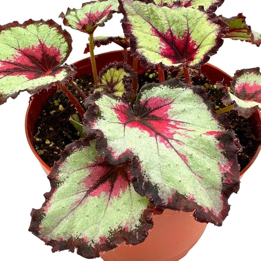 Harmony's Bullseye Begonia, in a 6 inch Pot,  Begonia rex