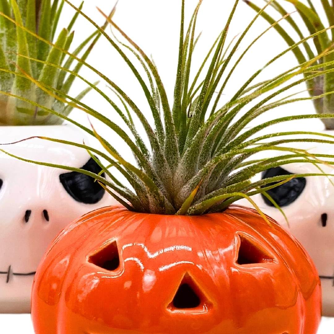 BubbleBlooms Halloween Ceramic Pumpkin and Skull Assortment Set of 3 Air Plant Holder