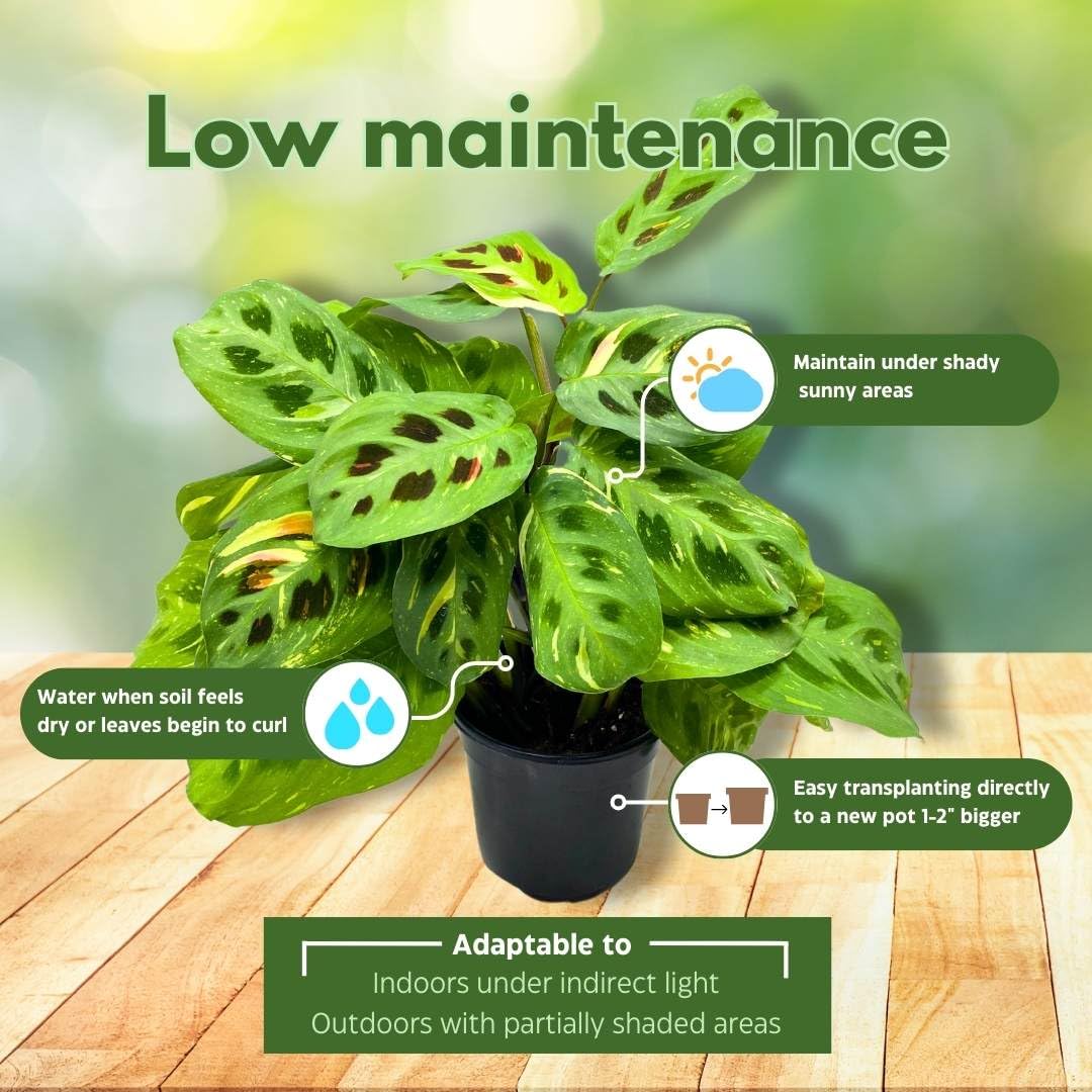 rabbit tracks prayer plant BubbleBlooms Maranta Green, 4 inch Rabbit Tracks, Kerchoveana Leuconeura Green Prayer Plant