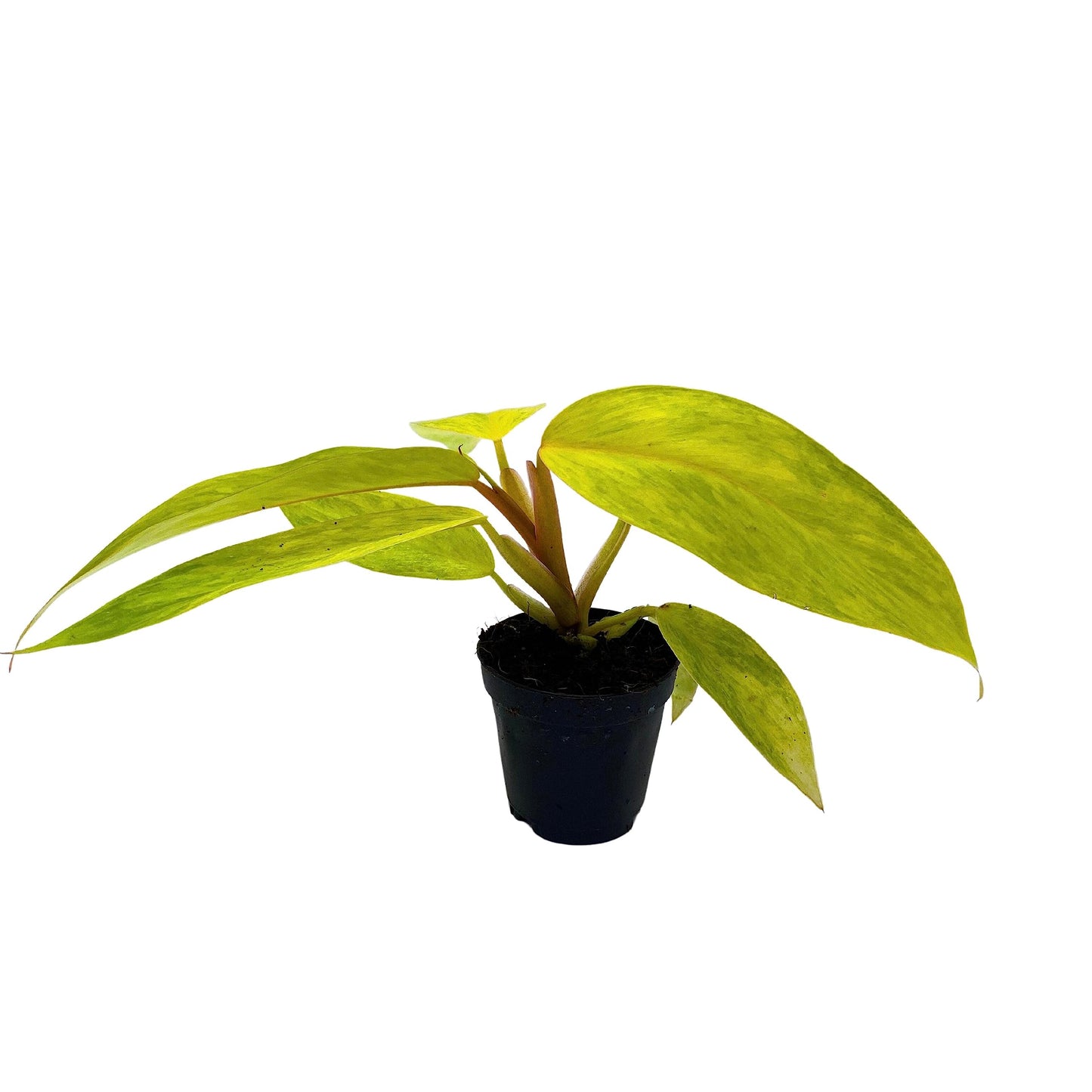 BubbleBlooms Philodendron Painted Lady, Philodendron Erubescens, Variegated Philo in 2 inch Pot