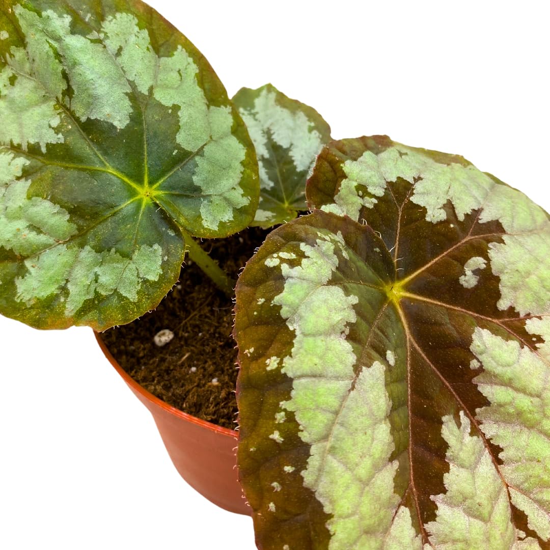 Harmony Foliage Mariana's Monster Begonia Rex 4 inch Big Green Monster Giant Leaf