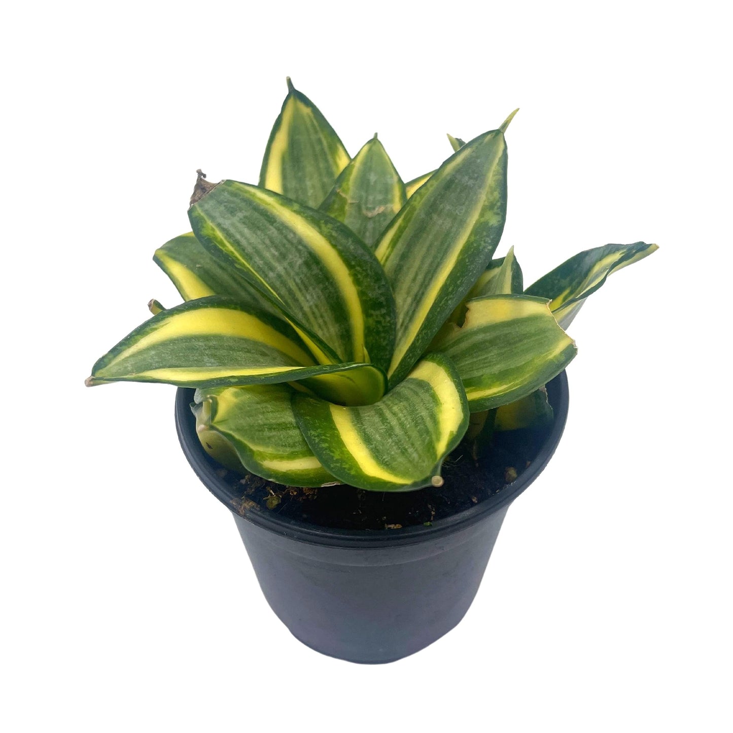 Golden Hahnii, 4 inch Yellow and Green Snake Plant, Variegated Sansevieria trifasciata, Well Rooted Starter Succulent snakeplant