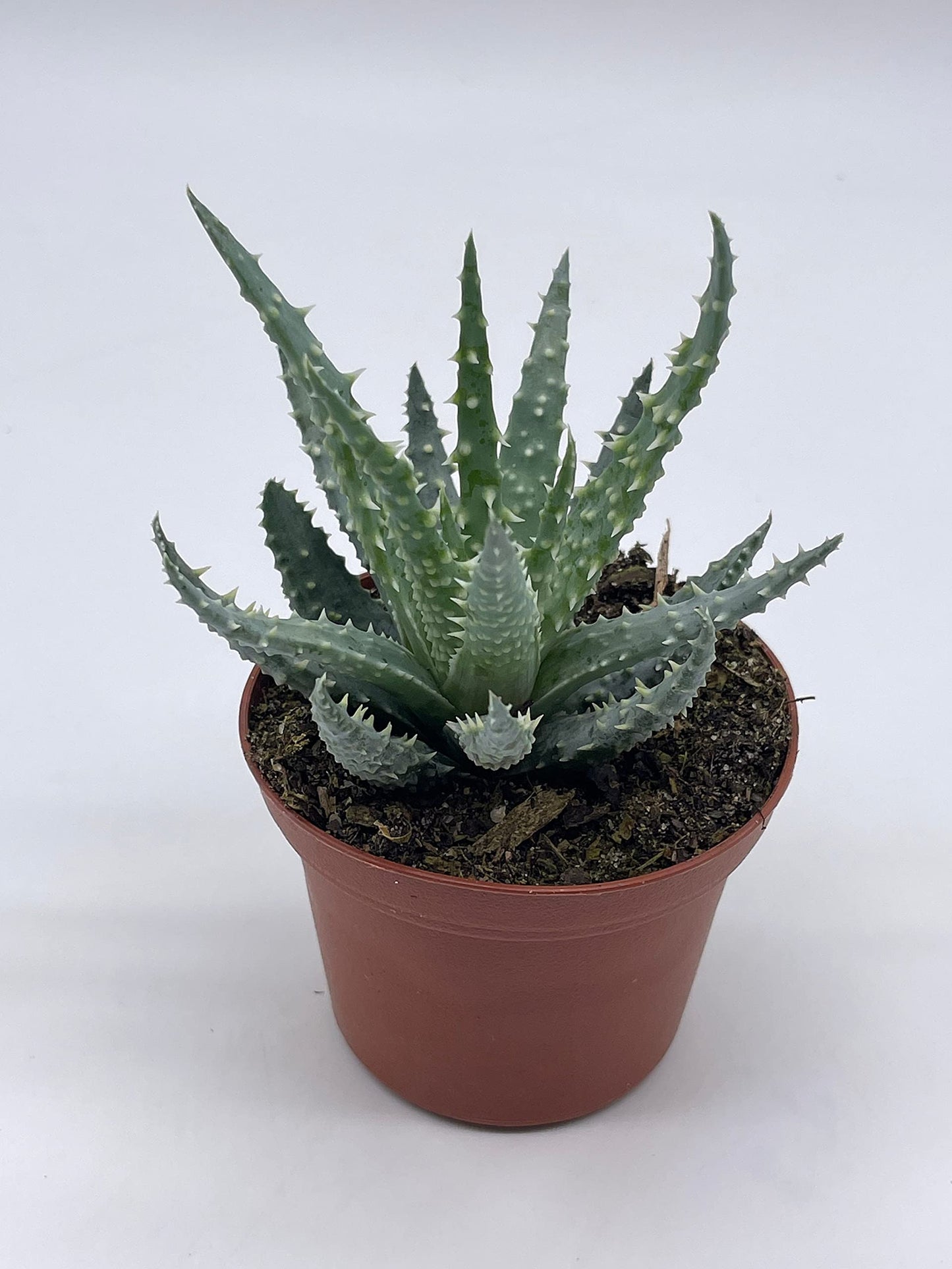 Aloe humilis, 3 inch, Spider Aloe, Dwarf Hedgehog Lace Aloe, Rare Exotic Haworthia