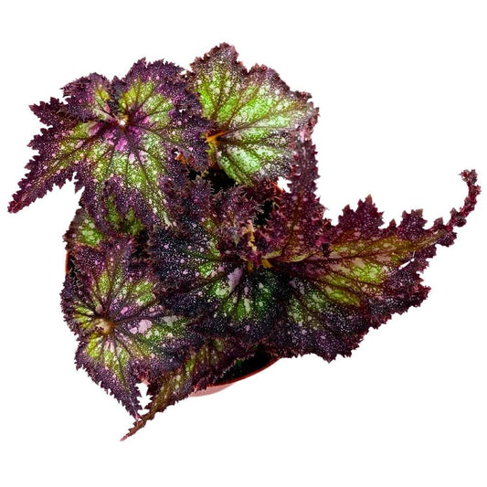 Harmony's Star Dragon Begonia Rex, 6 inch Purple with Green Spotty, Jagged Leaf