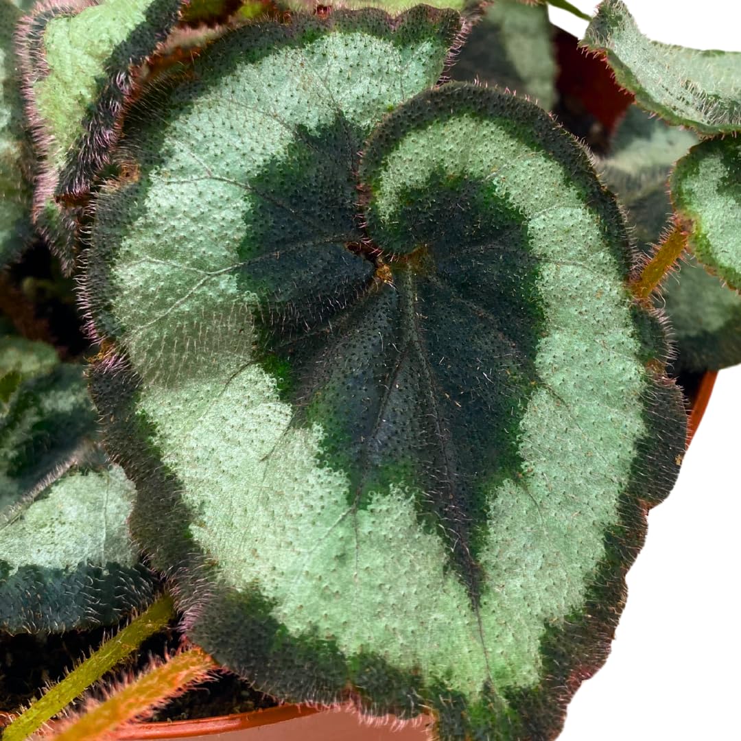 Harmony Foliage Begonia Escargot Rex 6 inch Fuzzy Spiral Pink Fuzz