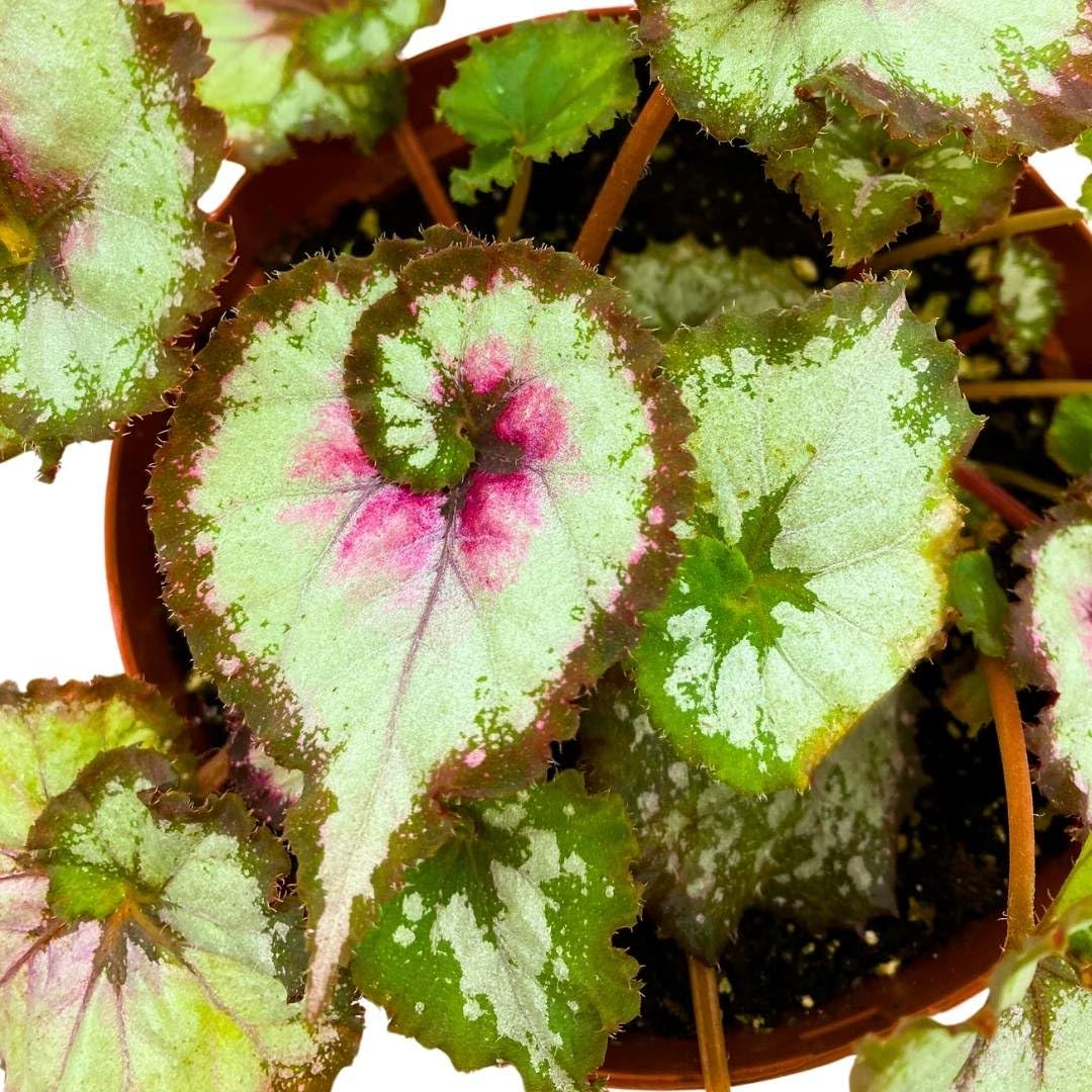 Harmony Foliage Begonia Rex Harmony's Tasmanian Devil 6 inch Pink Spiral