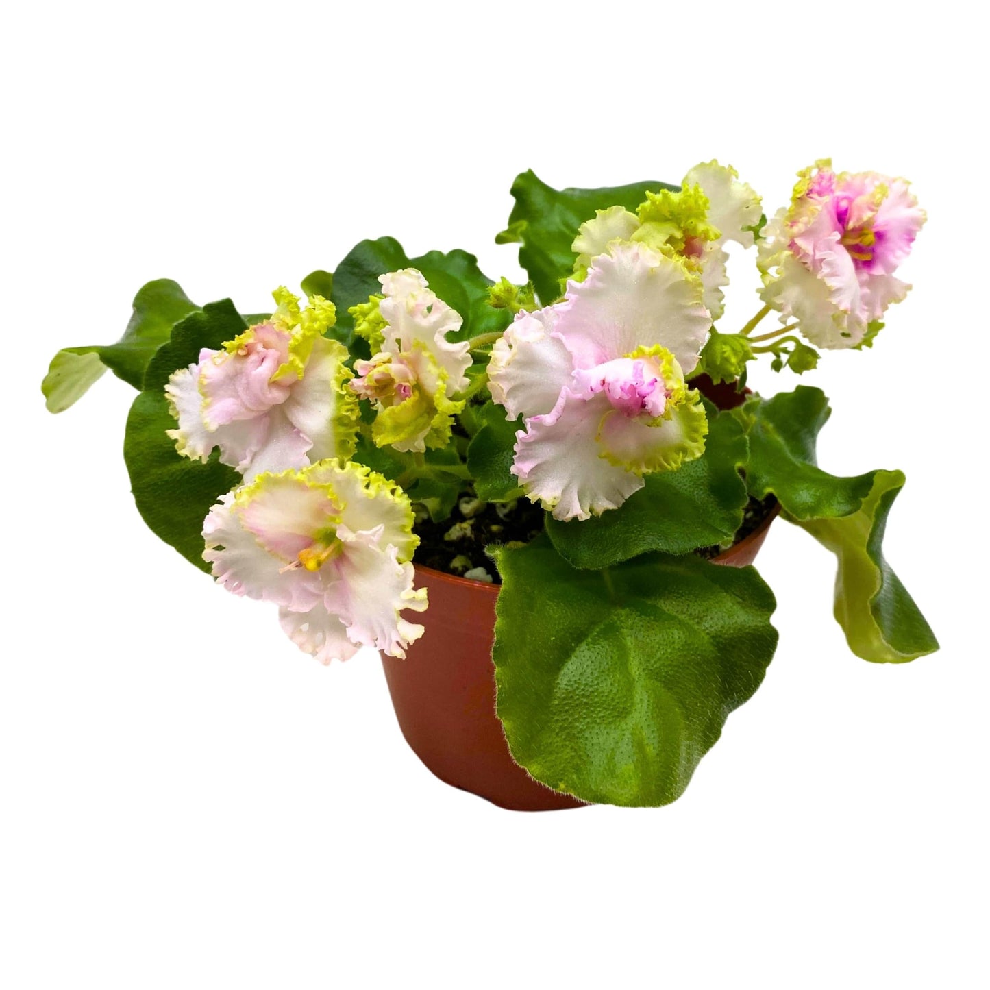 Harmony Foliage LE Green Rose African Violet Variegated Flower 4 inch