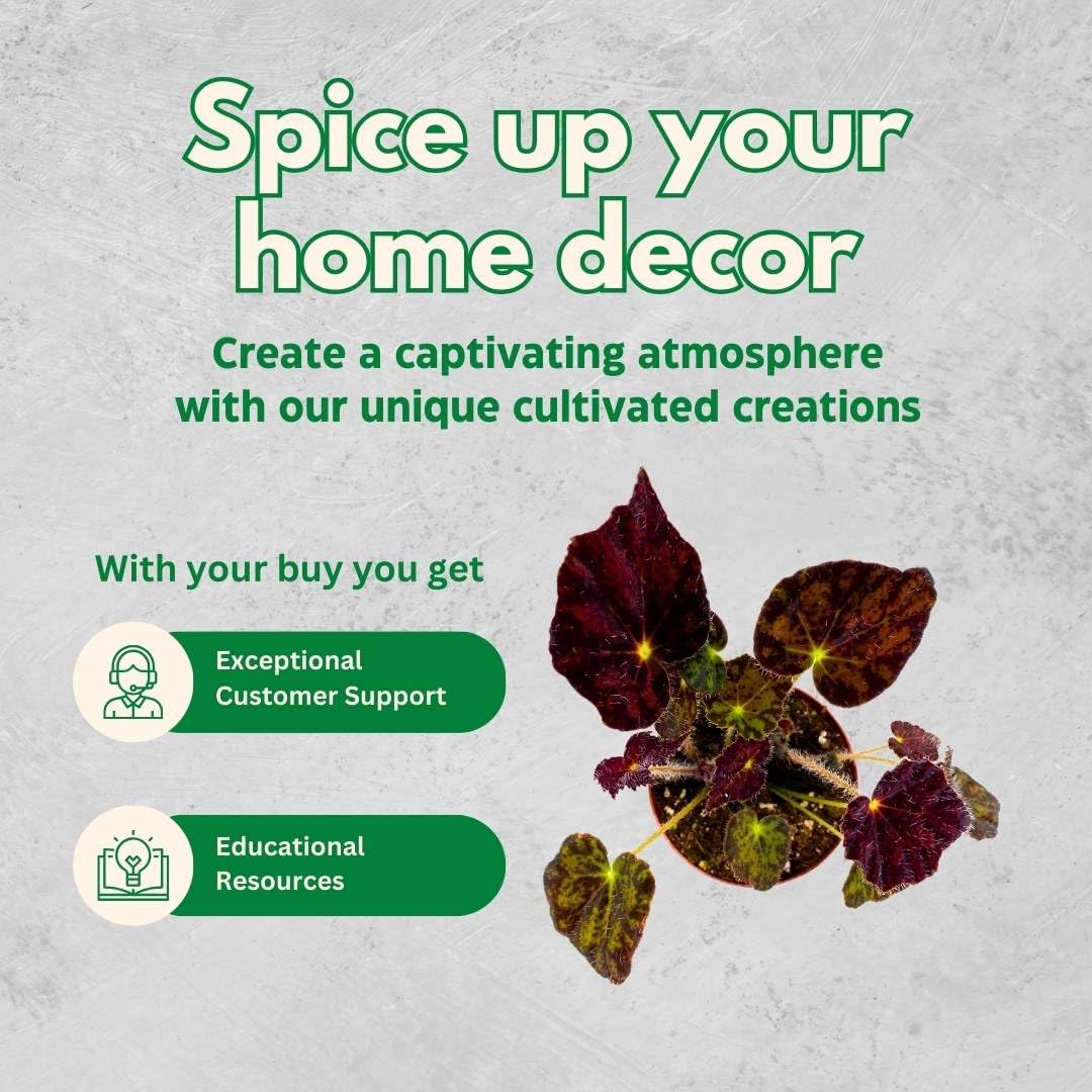 BubbleBlooms Begonia Rex Assortment, in 2 inch pots, Set of 3, Tiny Mini Pixie Plant Begonia Variety Pack