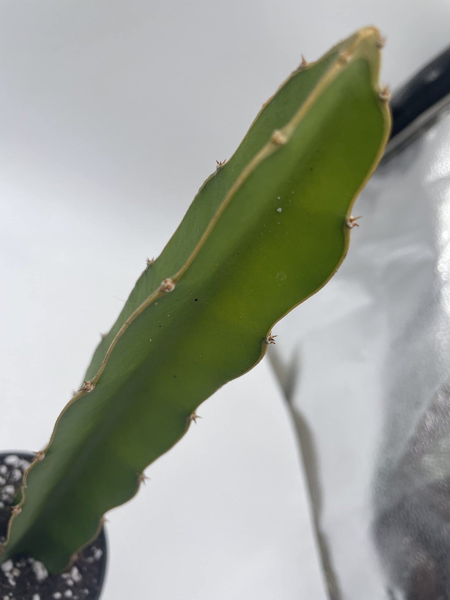 BubbleBlooms Dragonfruit Cactus in a 4 inch Pot White-fleshed Pitahaya, Selenicereus undatus