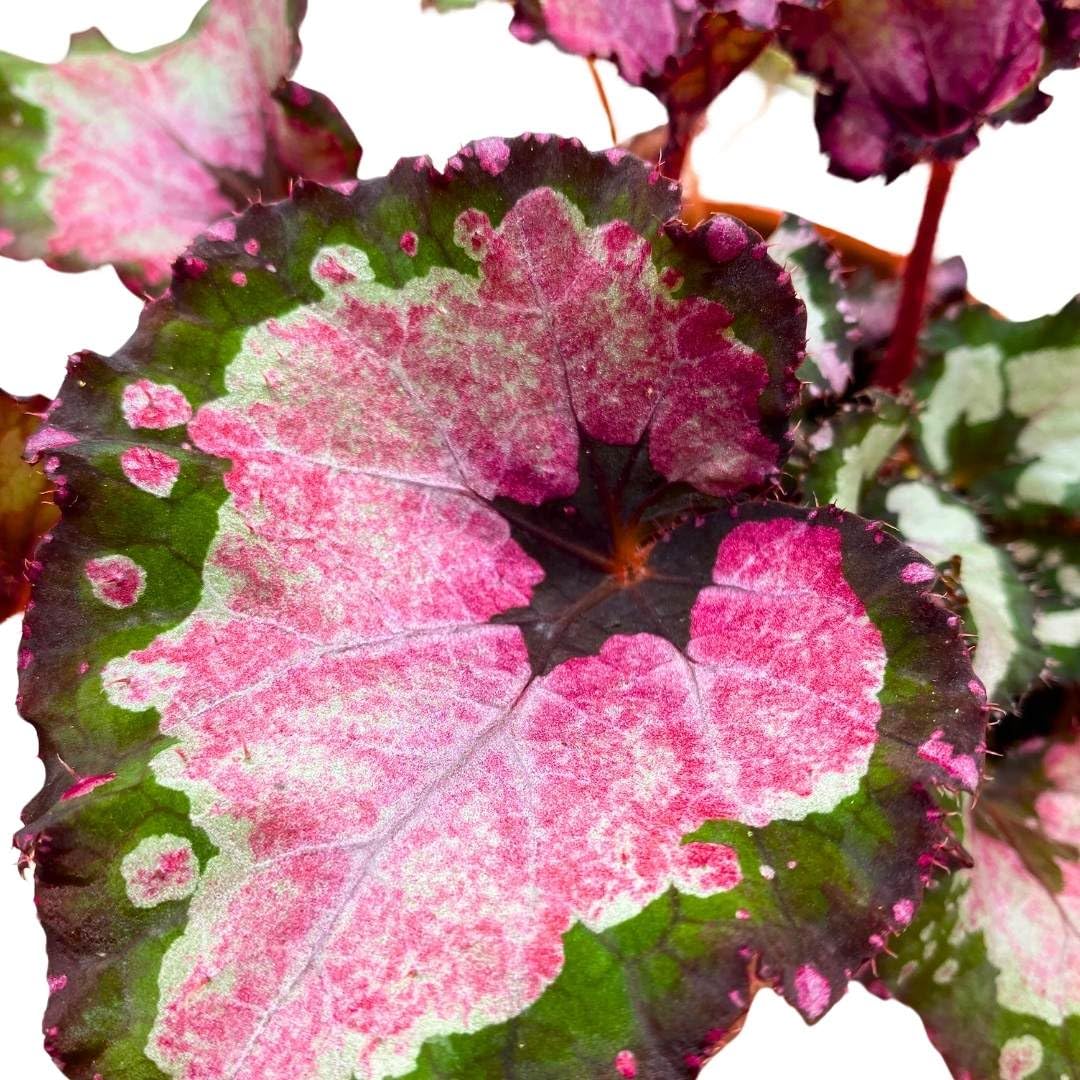 Harmony Foliage Begonia Rex Harmony's Red Velvet, 6 inch Red Green