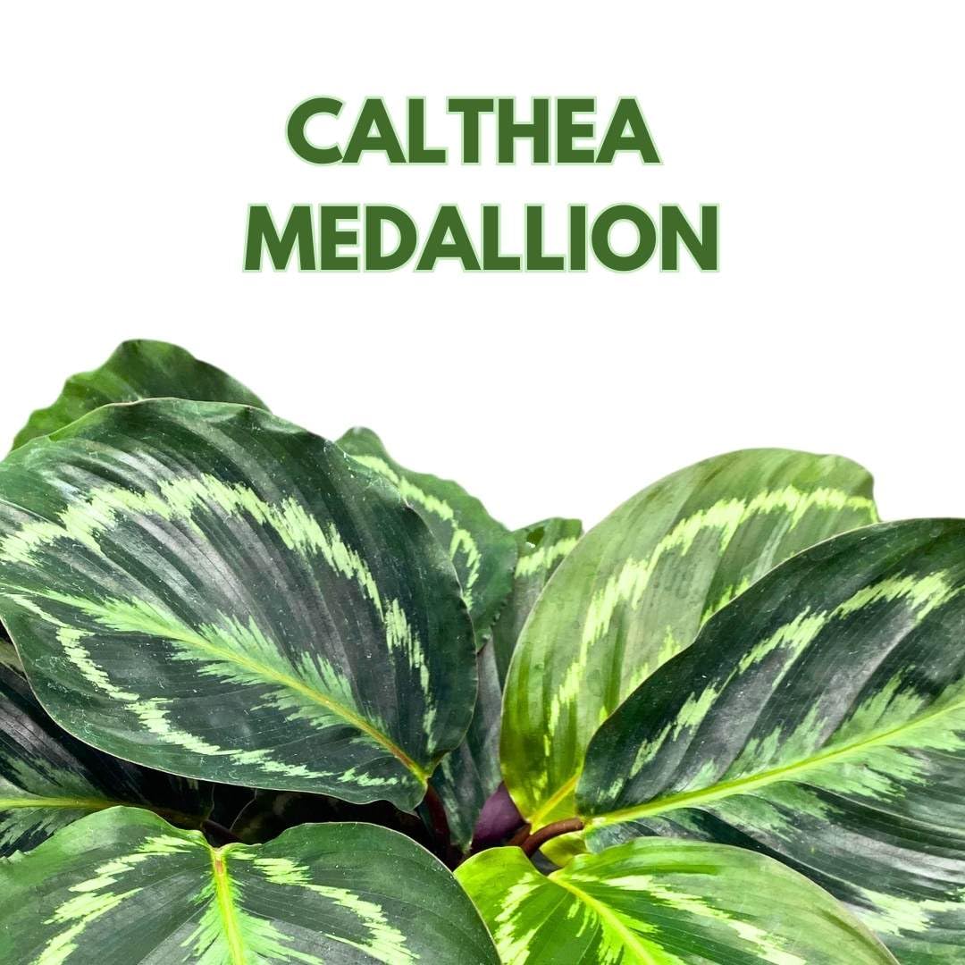 BubbleBlooms Calathea Medallion 4 inch