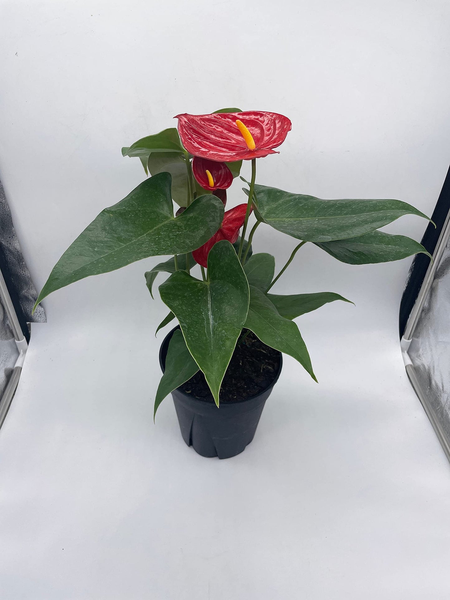 Anthurium Red, 6 inch Pot,