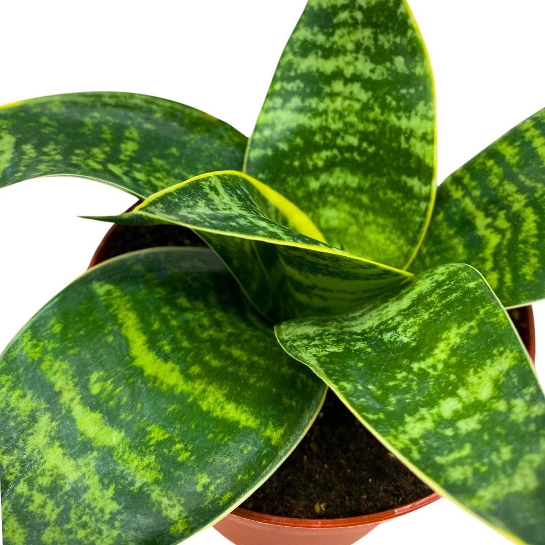 BubbleBlooms Sansevieria Gilt Edge in a 4 inch Pot