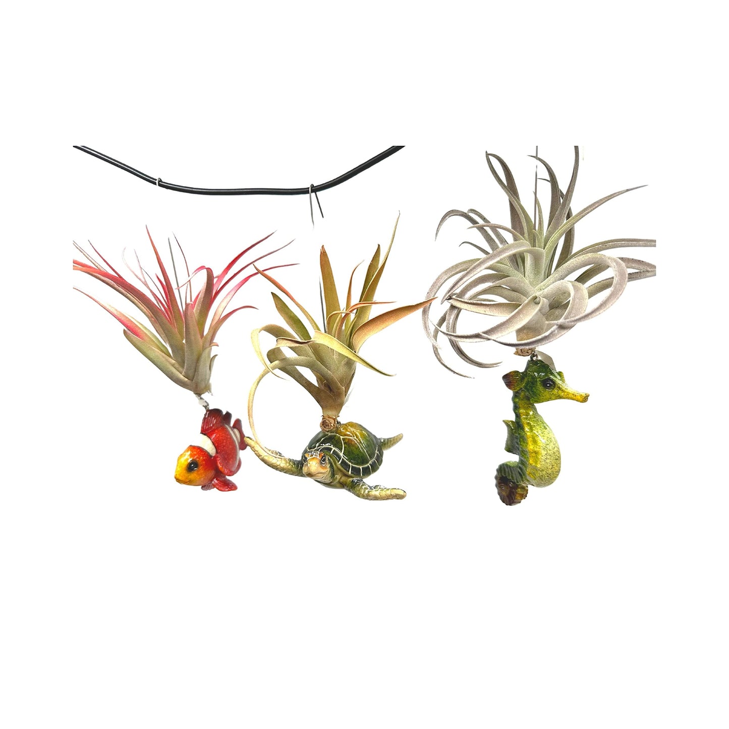 Tillandsia Planted in Hand Made Resin Sea Life Sculptures, Hanging Assorted Set of 3 Air Plants, Sea Horse, Turtle, Manatee