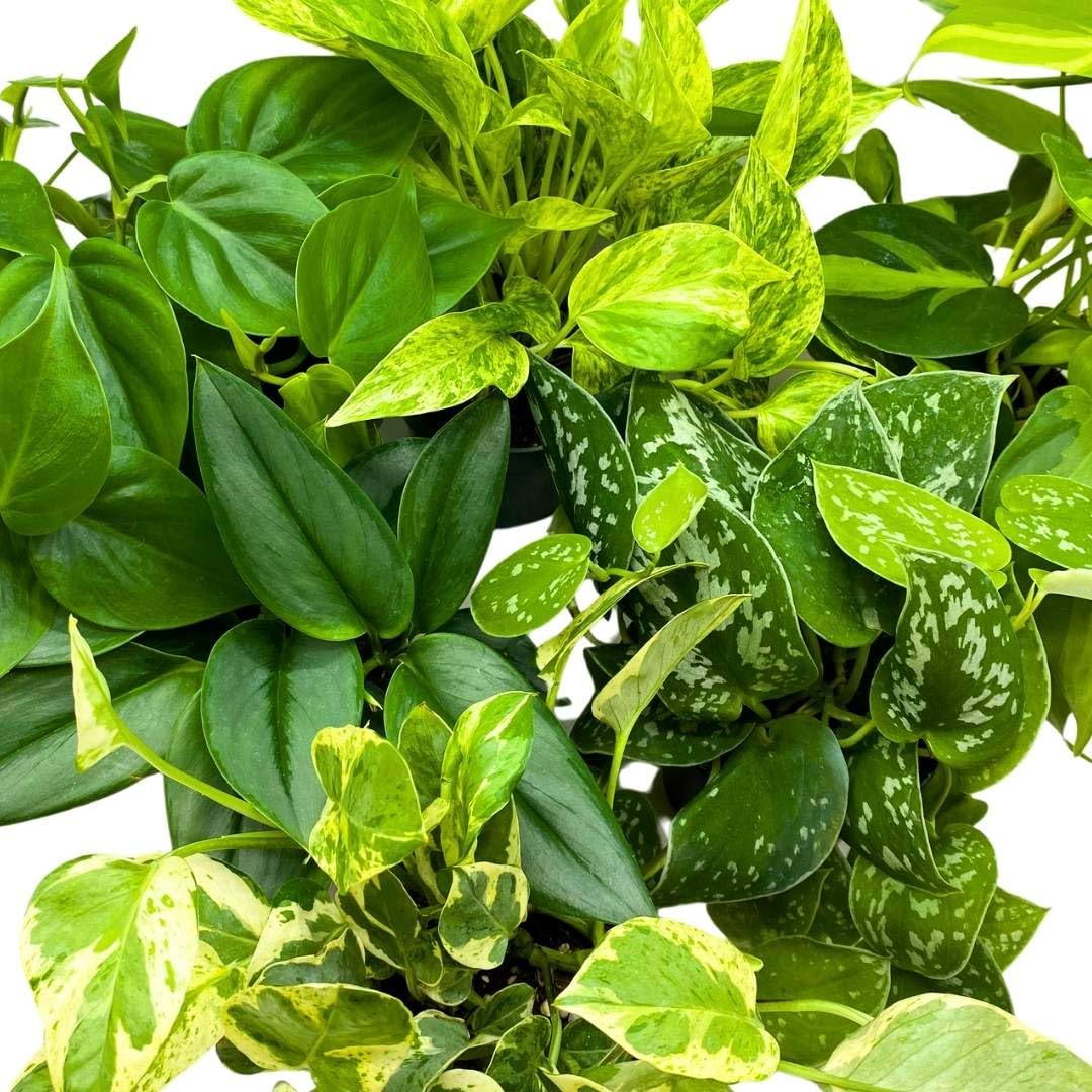 BubbleBlooms Pothos Assortment 4 inch Set of 6