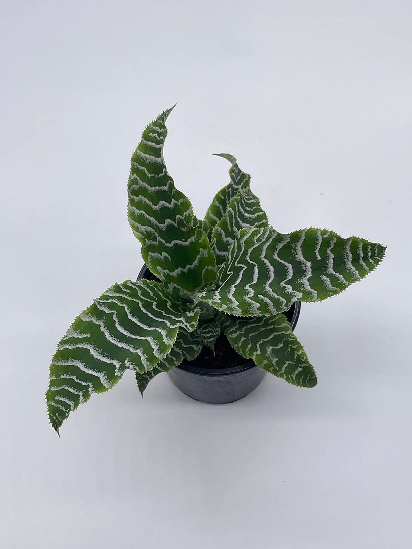 Cryptanthus Fosterianus, 4 inch, Zebra Earth Star