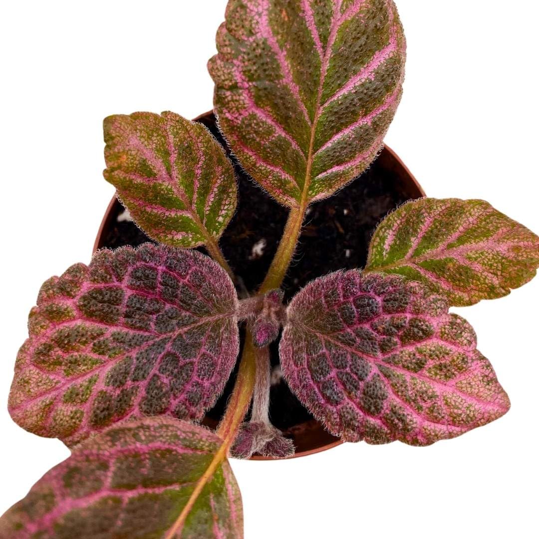 Harmony Foliage Episcia Strawberry Fields Flame Violet 2 inch