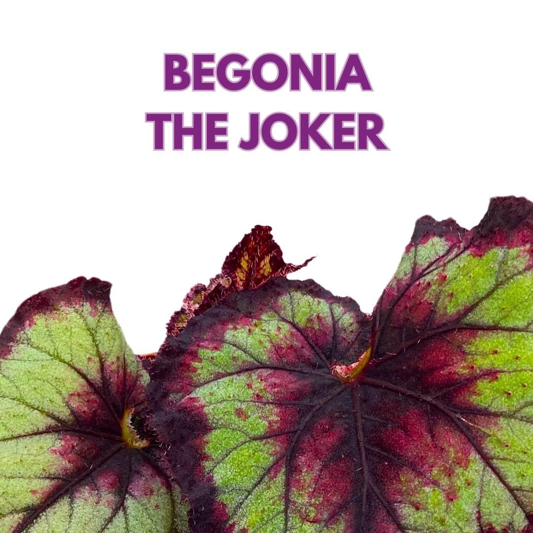 Begonia Rex Harmony's The Joker in a 4 inch Pot Latest Cultivar Purple and Green